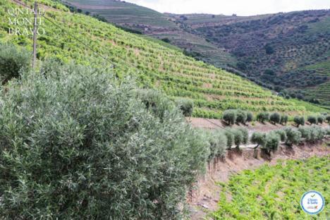 הוילה Ervedosa do Douro Quinta Do Monte Bravo - Douro - Quarto Duplo מראה חיצוני תמונה